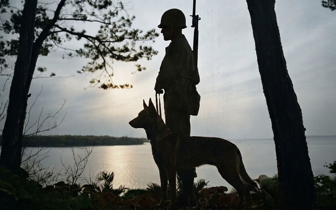 memorial day honoring military working dogs