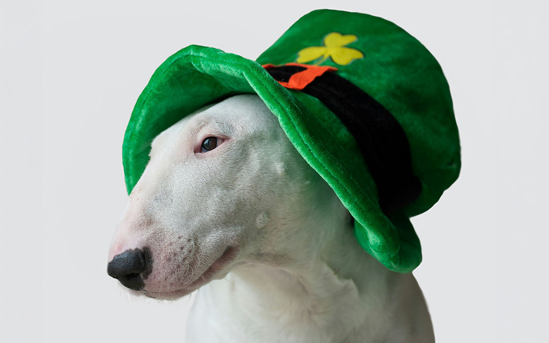 St Patricks Day Safety for Pets