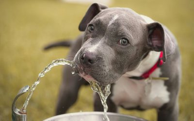 World Water Day – Pet Edition