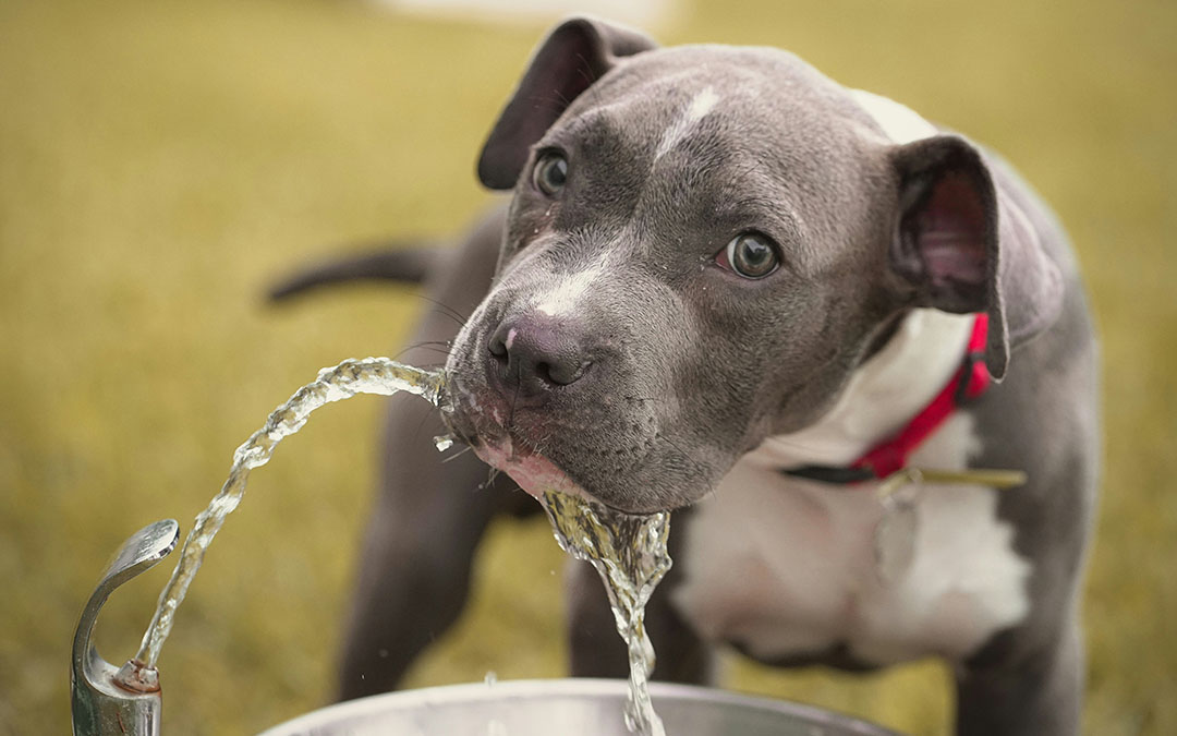 safe drinking water for pets