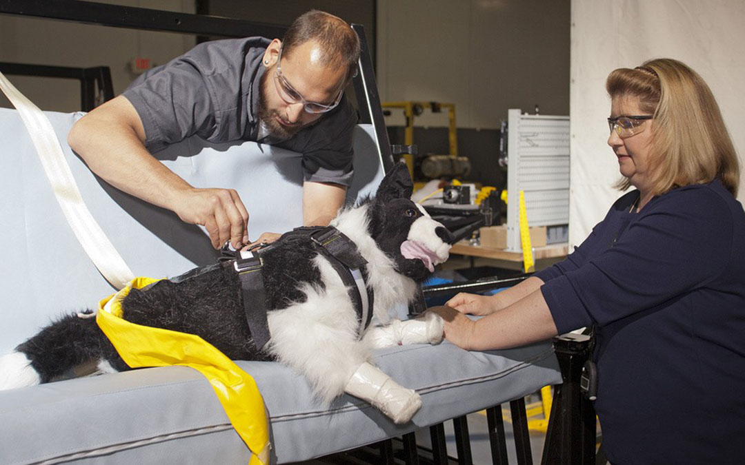 Driving Pet Safety Innovation: The Role of Foundations and Corporate Sponsors