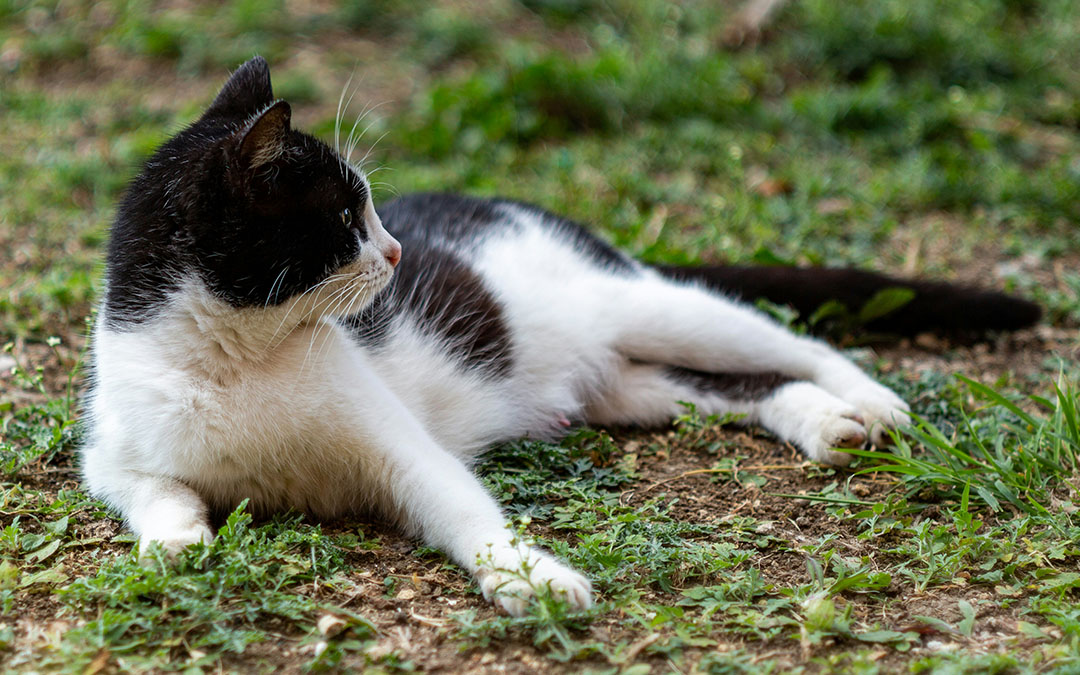 Warning - Bird Flu Is Fatal for Cats