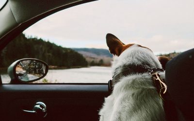 Warning: Extension Tethers Put Pets and Families at Risk