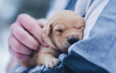Welcoming a New Pet: Tips for Responsible Pet Care