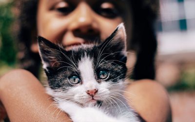 Bringing Home a New Kitten: A Quick-Start Guide for Responsible Pet Owners