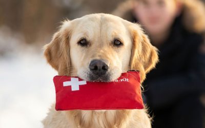 Pet First Aid: Prepare for Any Emergency