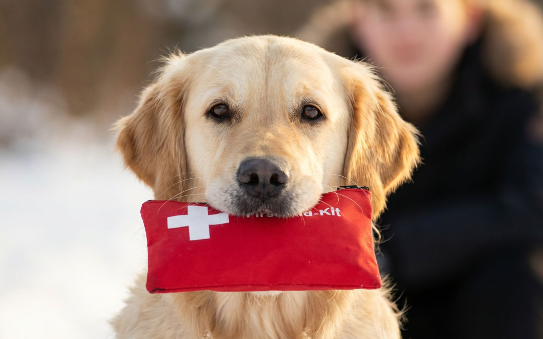 Pet First Aid Tips