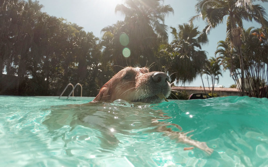 summer holidays pet safety guide
