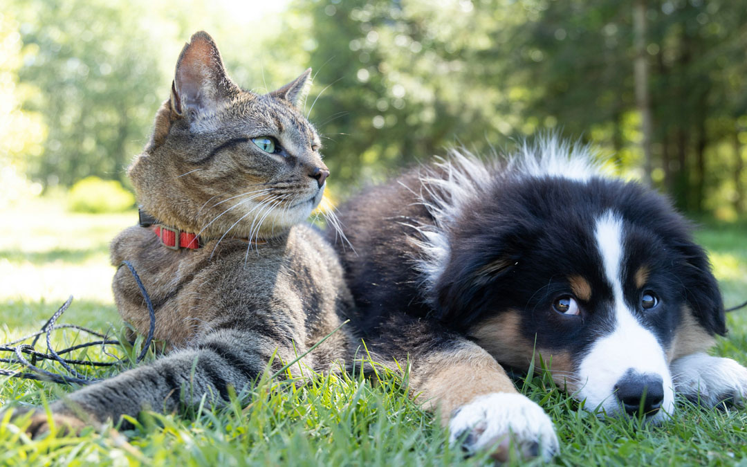 Keep Pets Safe with Microchipping