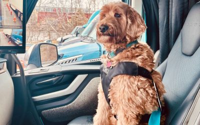 How Volvo Trucks and Center for Pet Safety Are Strengthening Safety for Drivers and Their Pet Co-Pilots