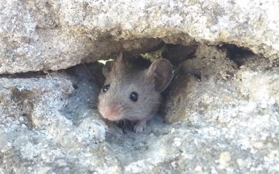 Is There a Mouse in Your House? What Pet Owners Need to Know